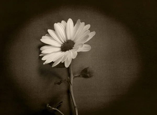 Condolence card - white flower, daisy — Stock Photo, Image