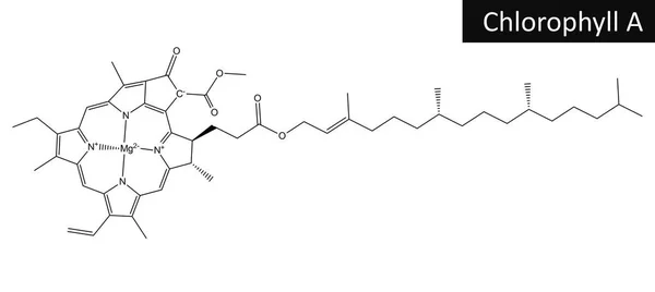 Estructura molecular de la clorofila A —  Fotos de Stock