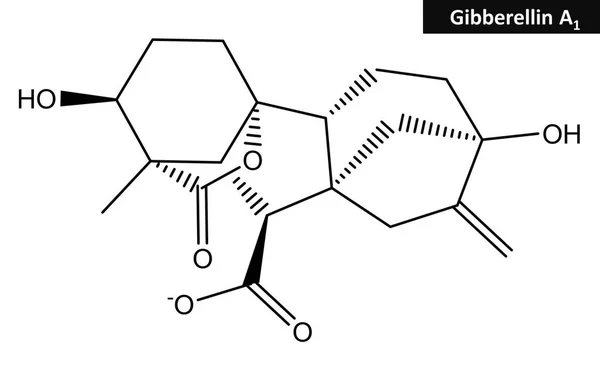 Estructura molecular de Gibberellin —  Fotos de Stock