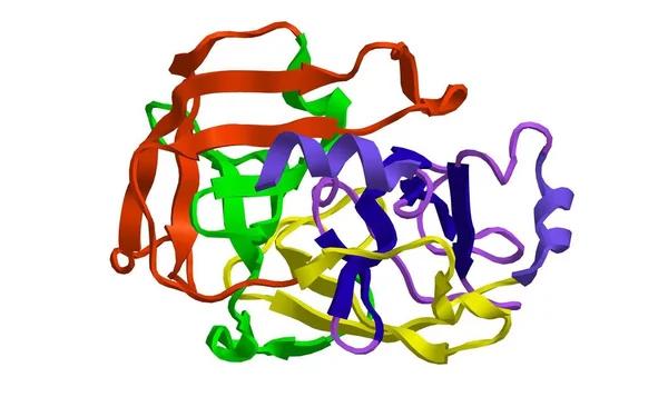 Molecular structure of trypsin, 3D rendering — Stock Photo, Image