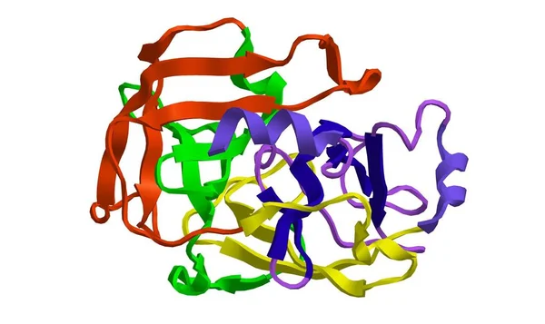 Molekulare Struktur von Trypsin, 3D-Rendering — Stockfoto