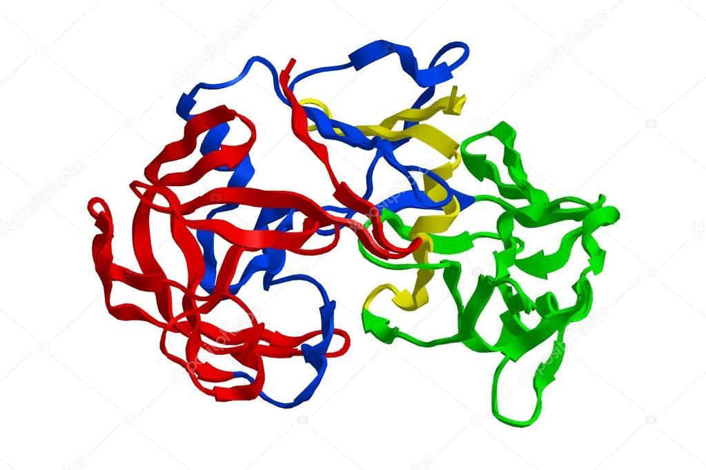 Molecular structure of pepsin, 3D rendering