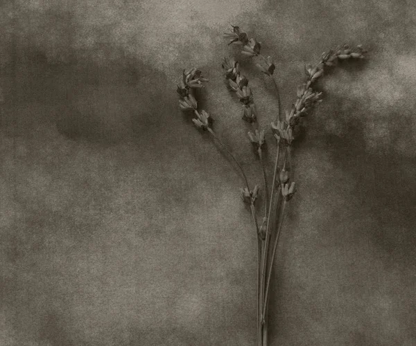 Trockener Lavendel auf Marmor - tiefes Mitgefühl — Stockfoto