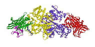 Molecular structure of human serum albumin, 3D rendering clipart