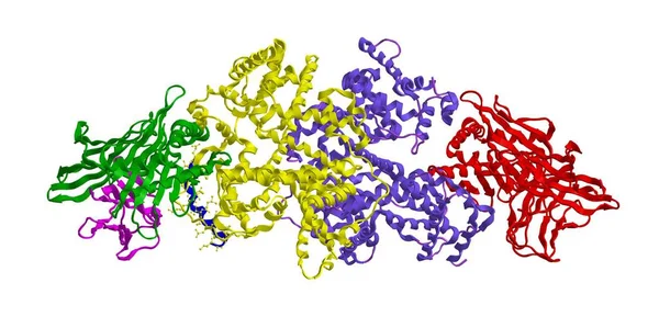 Moleculaire structuur van menselijk serum albumine, 3D-rendering — Stockfoto