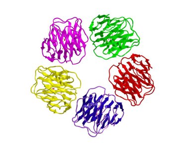 Serum amiloid P bileşeninin moleküler yapısı, 3d render