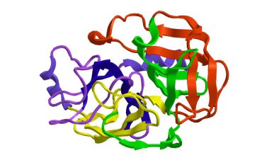 Molecular structure of trypsin, 3D rendering clipart