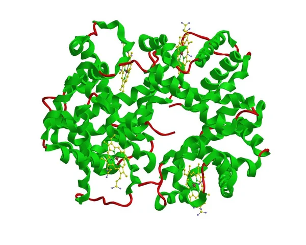 Estructura molecular de la hemoglobina — Foto de Stock