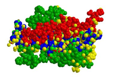 Büyüme hormonu (somatotropin), 3d render moleküler yapısı