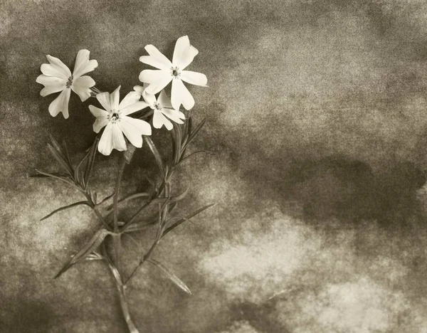 Kondolenzkarte mit Blume — Stockfoto