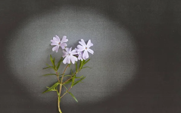 Συλλυπητήριο μήνυμα κάρτα με λουλούδι - ακτίνα φωτός — Φωτογραφία Αρχείου