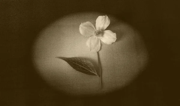 Kondolenci s květinou - světelný paprsek — Stock fotografie