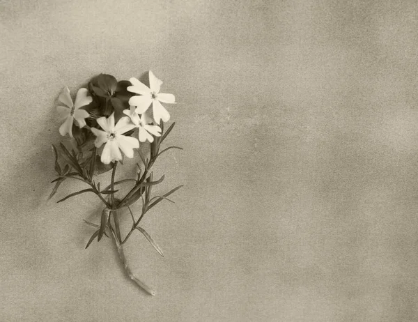 Kondolenzkarte mit Blume Stockbild