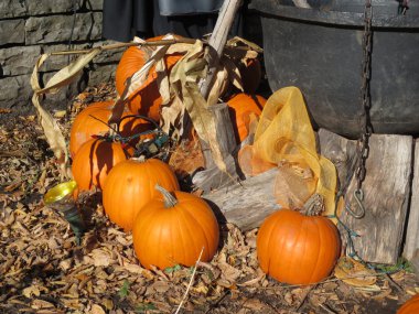 Ahşap parçaları ateş yaktı ve Cadılar Bayramı için tüm bu Pumkins pişirmek için hazır