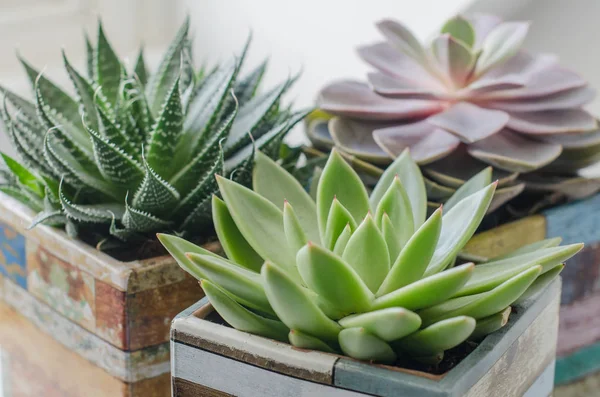 Etli dekoratif bitkiler