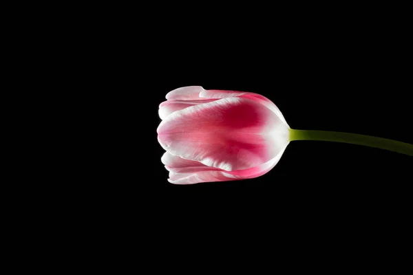 Tulipa rosa único — Fotografia de Stock