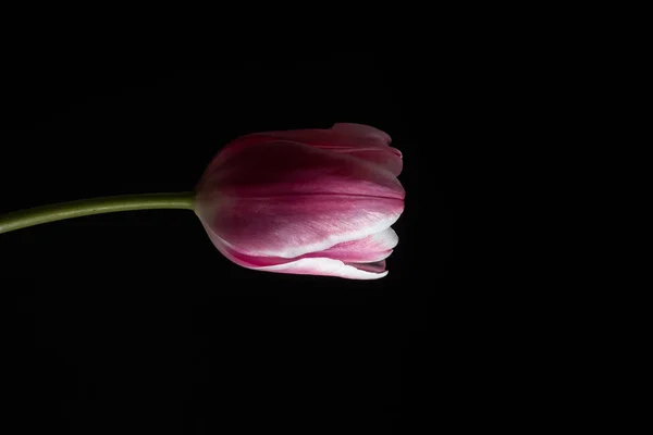 Tulipa rosa único Fotografias De Stock Royalty-Free