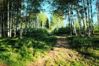 Ormanın derinliklerine giden yol..