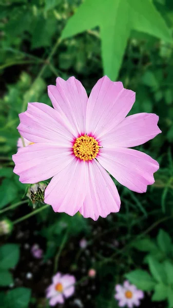 Casmea Aster Mexicain Fleur Rose Élégante — Photo