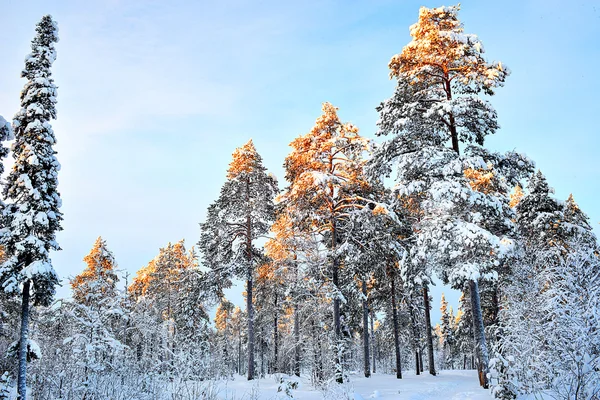 Wald im Winter mit Schnee — Stockfoto