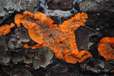 Sonbahar ormanda liken