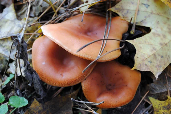 가을 숲에 있는 버섯 — 스톡 사진