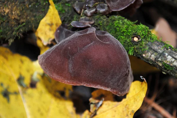 Cogumelos na floresta de outono — Fotografia de Stock