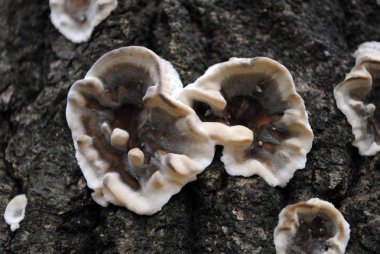 ormanda mantar, ağaç üzerinde mantar