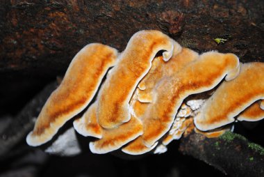 Orman, ağaç üzerinde mantar, Aile mantar mantar