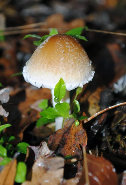 Cogumelos na floresta, um cogumelo — Fotografia de Stock