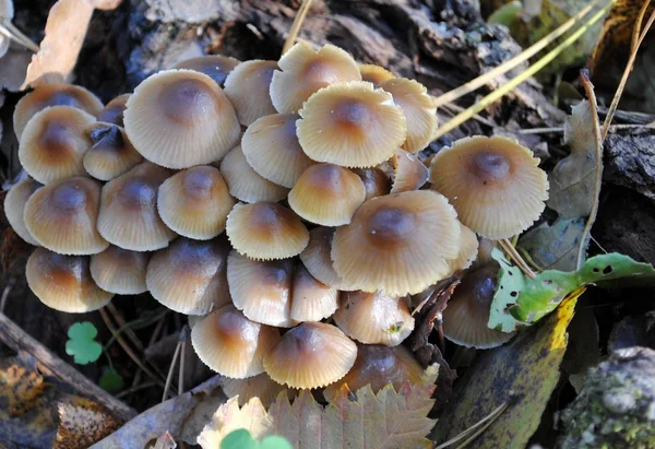 Funghi nel bosco, funghi sull'albero, famiglia di funghi — Foto Stock