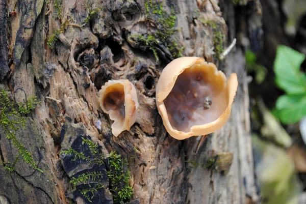 Гриби в лісі, гриби на дереві — стокове фото