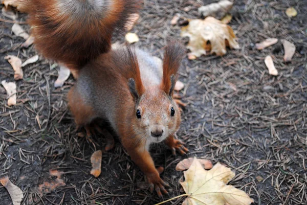 Ardilla en el bosque — Foto de Stock