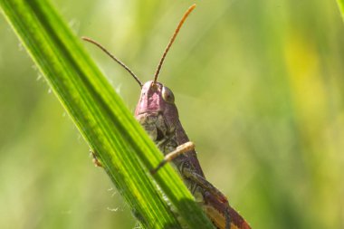  Çimenlerdeki çekirge