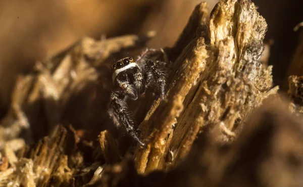 Aranha - lobo no toco — Fotografia de Stock