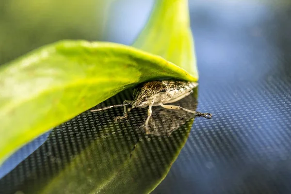 Scarabeo sotto una foglia verde — Foto Stock