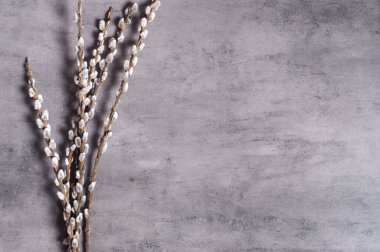 Branches of the pussy willow on a grey background