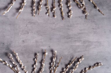 Branches of the pussy willow on a grey background