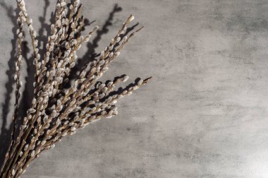 Branches of the pussy willow on grey background