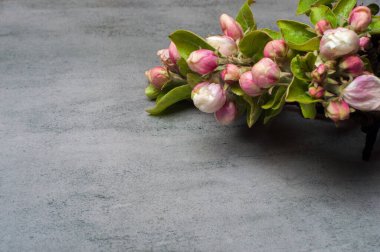 Gri bir arkaplanda çiçek açan elma ağacının dalları. Üst manzara.