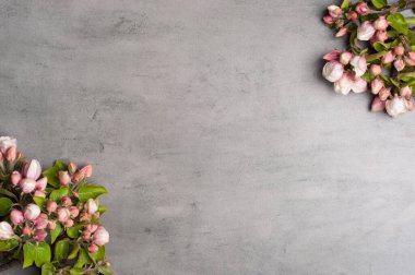 Gri bir arkaplanda çiçek açan elma ağacının dalları. Üst manzara.