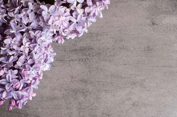 Gri bir arkaplanda mor bir leylak dalı. Üst manzara..