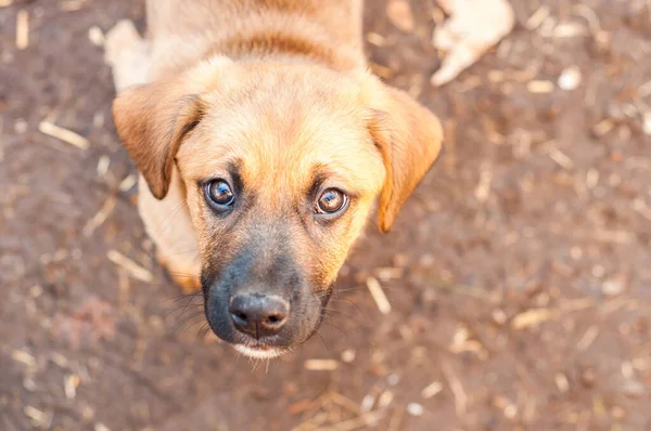 little puppy, beautiful little dog