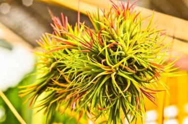 Bahçe içinde güzel Tillandsia