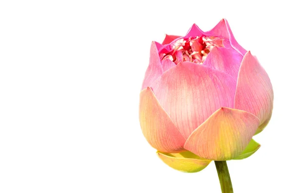 Fiore rosa Lotus — Foto Stock