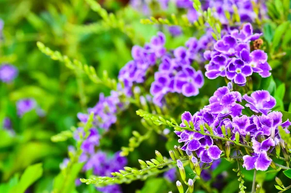 Vackra Duranta erecta — Stockfoto