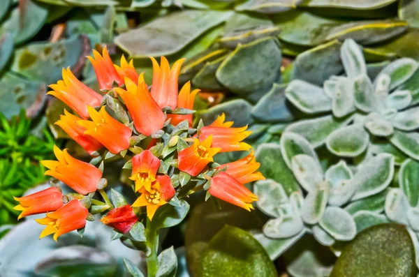 Piękny Kalanchoe Blossfeldiana — Zdjęcie stockowe