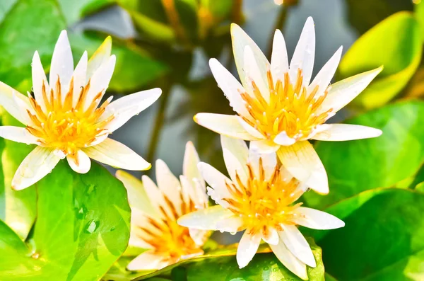 White water lily — Stock Photo, Image