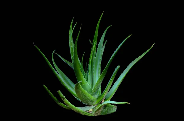 Aloe Vera isolate — 스톡 사진