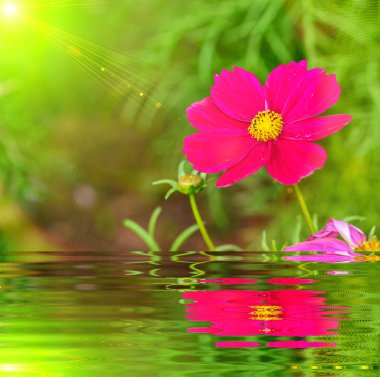 pembe cosmos çiçek